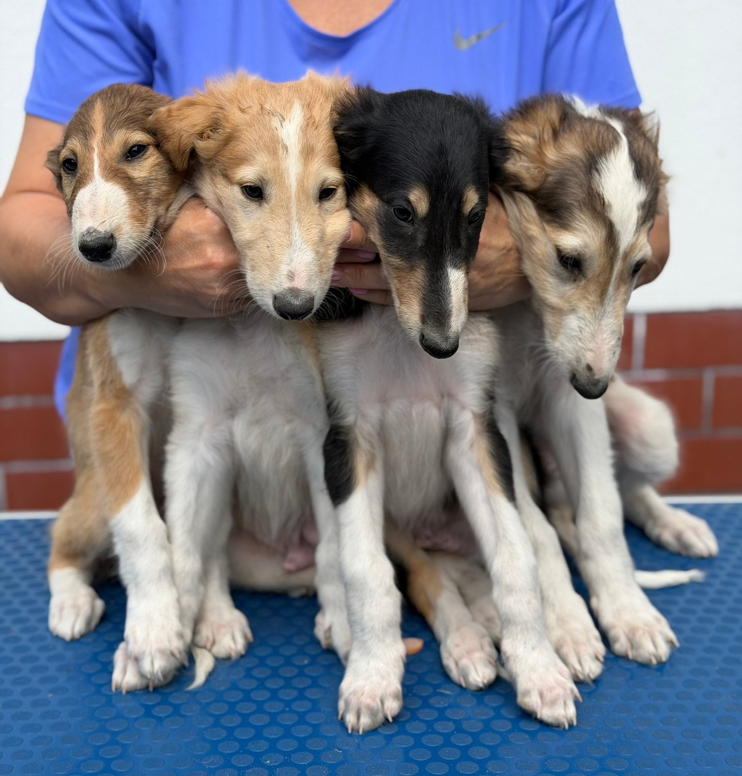 Borzoi puppy’s, Dieren en Toebehoren, 8 tot 15 weken, Buitenland, Meerdere, Meerdere dieren