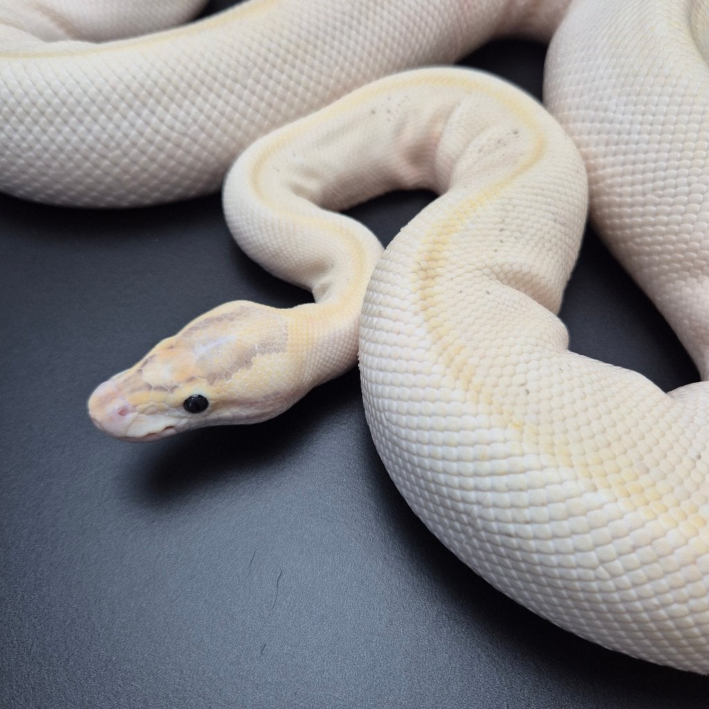 enchi ivory pb. p. regius Ball Python photo 2
