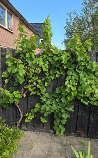 Druivenboom / Druivenrank te koop!, Ophalen, Volle zon, Overige soorten