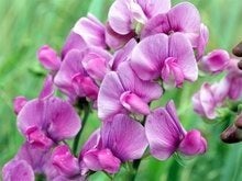 Uit de biologische moestuin: Vaste Lathyrus, zaden., Ophalen of Verzenden, Voorjaar, Volle zon, Zaad