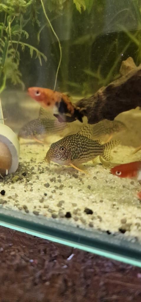 Ricardo's vissen opvang arnhem, Dieren en Toebehoren, Vis