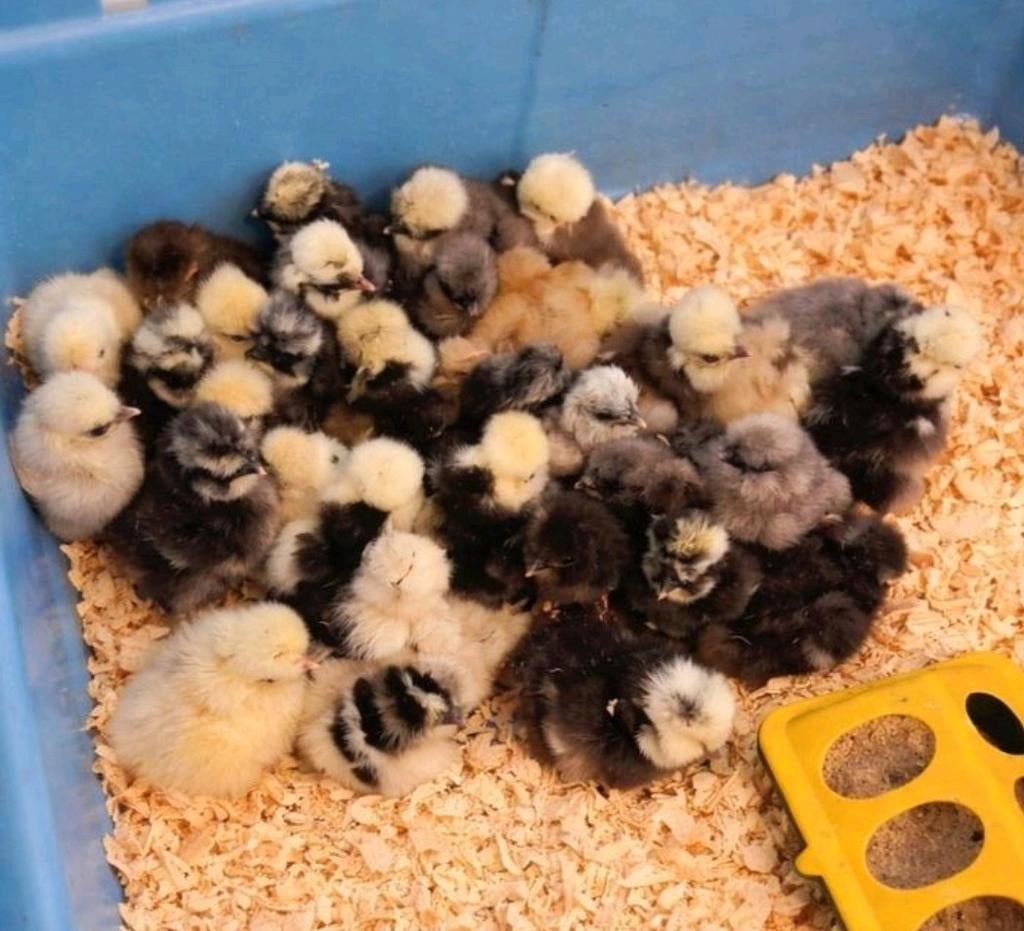 Zijdehoen hen kuikens, Dieren en Toebehoren, Pluimvee
