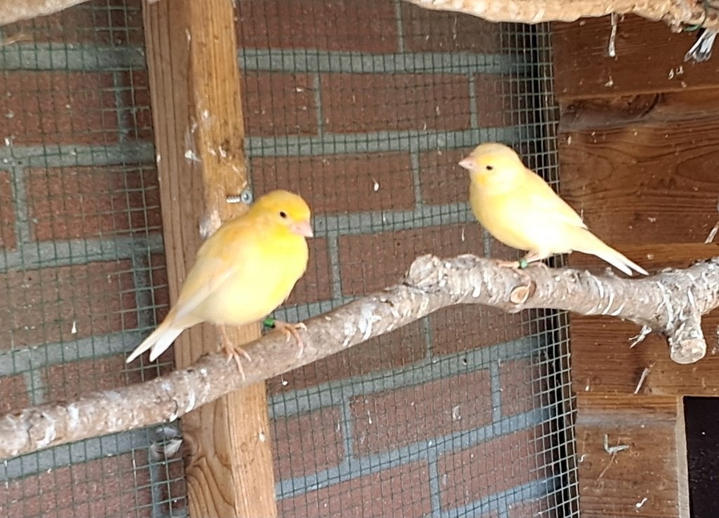 5 Jonge gele kleurkanaries, Dieren en Toebehoren, Meerdere dieren, Kleurkanarie