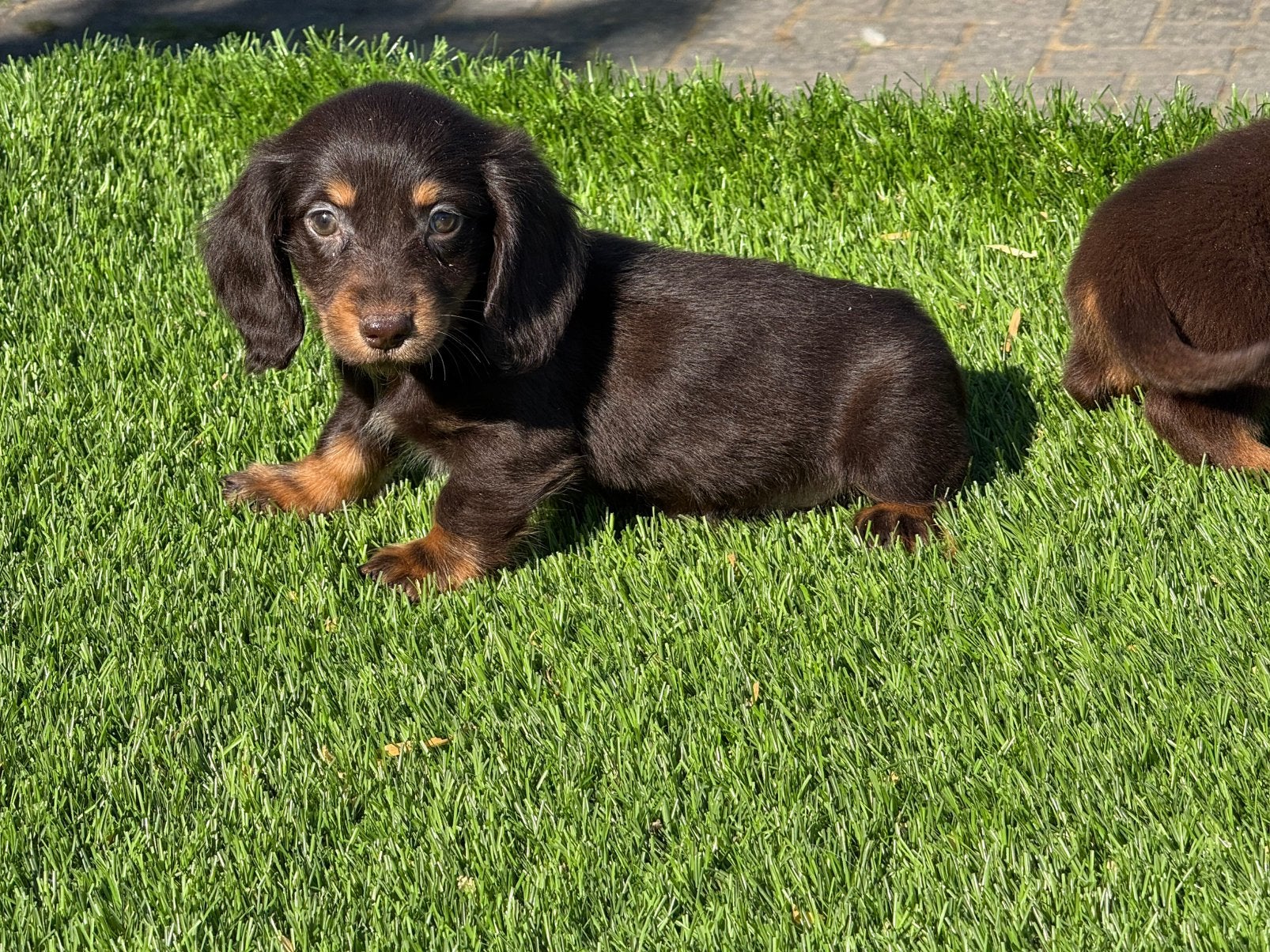 Choco langhaar langharige dwerg teckel pups