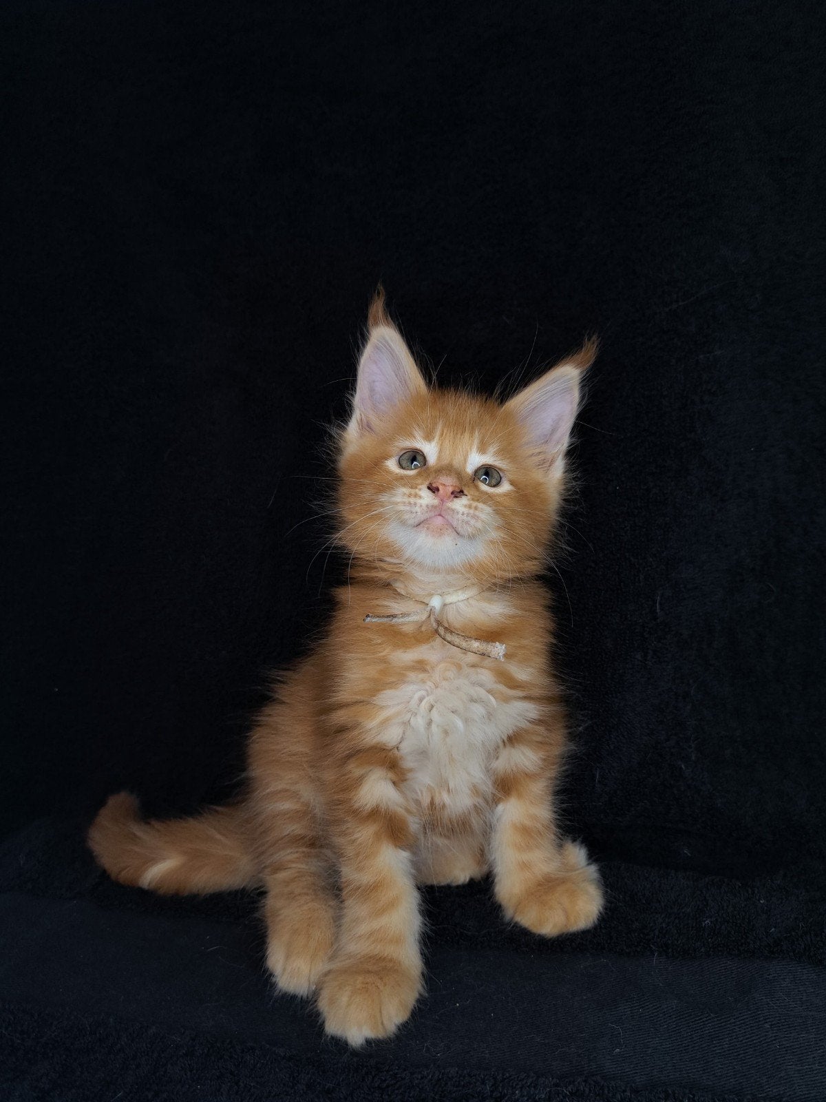 Maine coon kittens met stamboom en volledig geteste ouders!, Meerdere dieren, Met stamboom