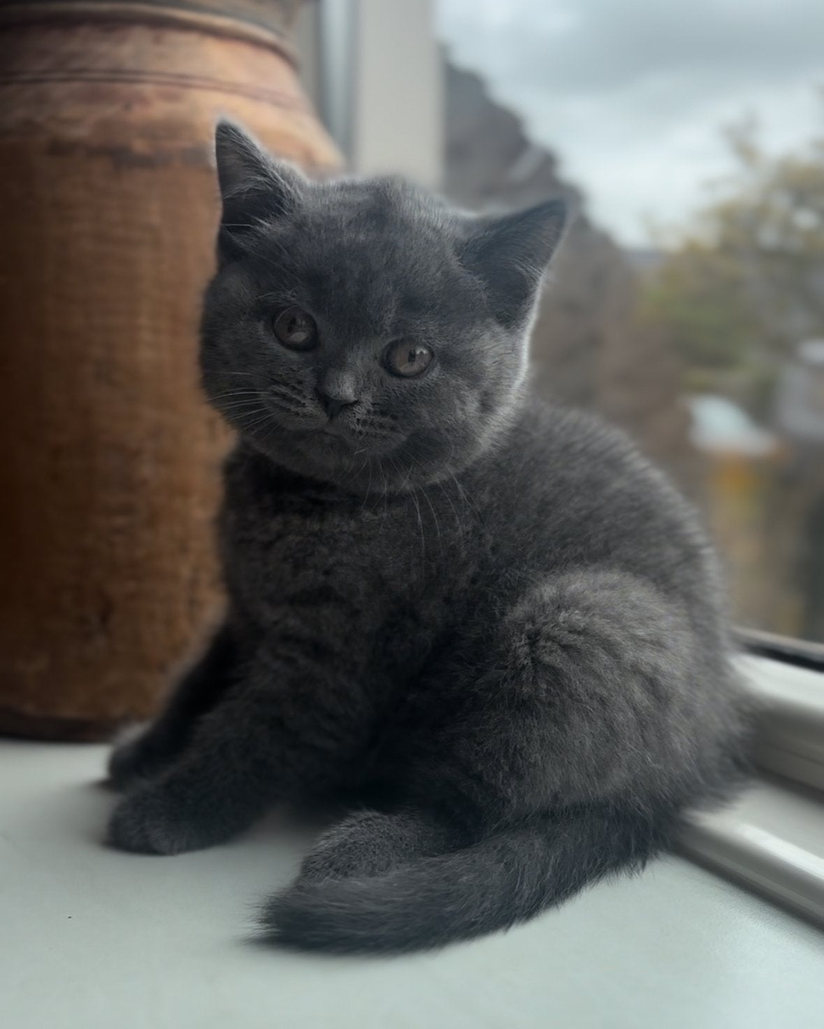 Heel mooi en superlief blauw brits korthaar poesje ❤️, Poes, Ontwormd, 0 tot 2 jaar