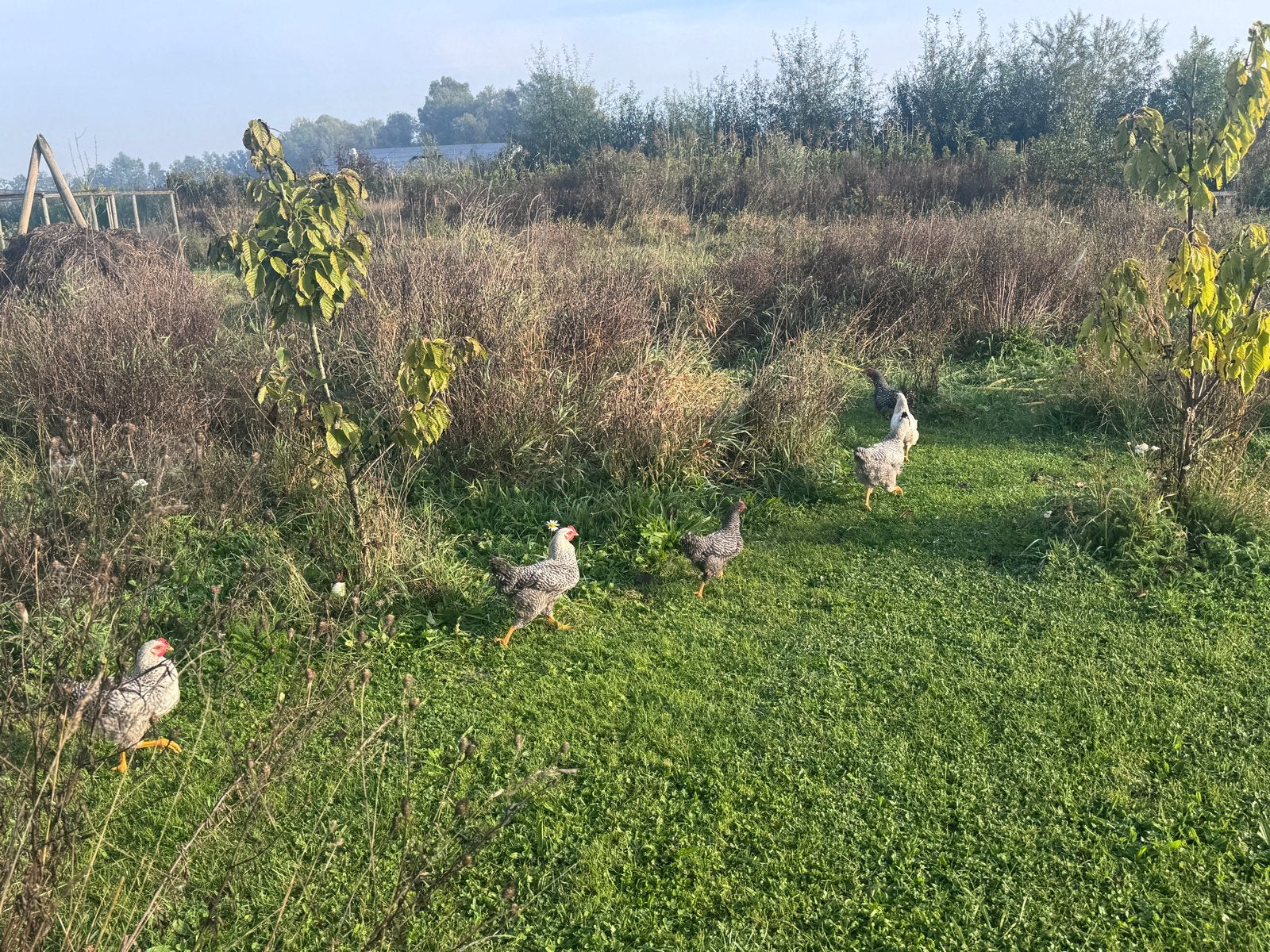 Sussex kippen van dit jaar, Meerdere dieren, Kip