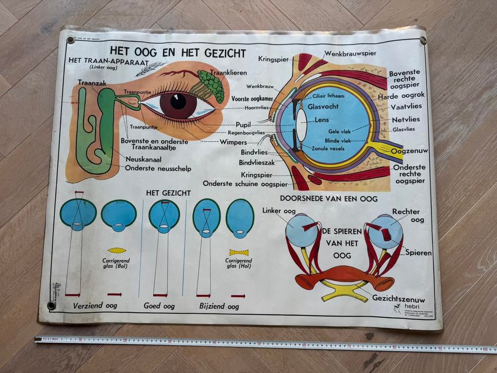 Mooie schoolplaat oog oor neus en gezicht 70 x 90 cm, Antiek en Kunst, Antiek | Schoolplaten, Ophalen, Natuur en Biologie