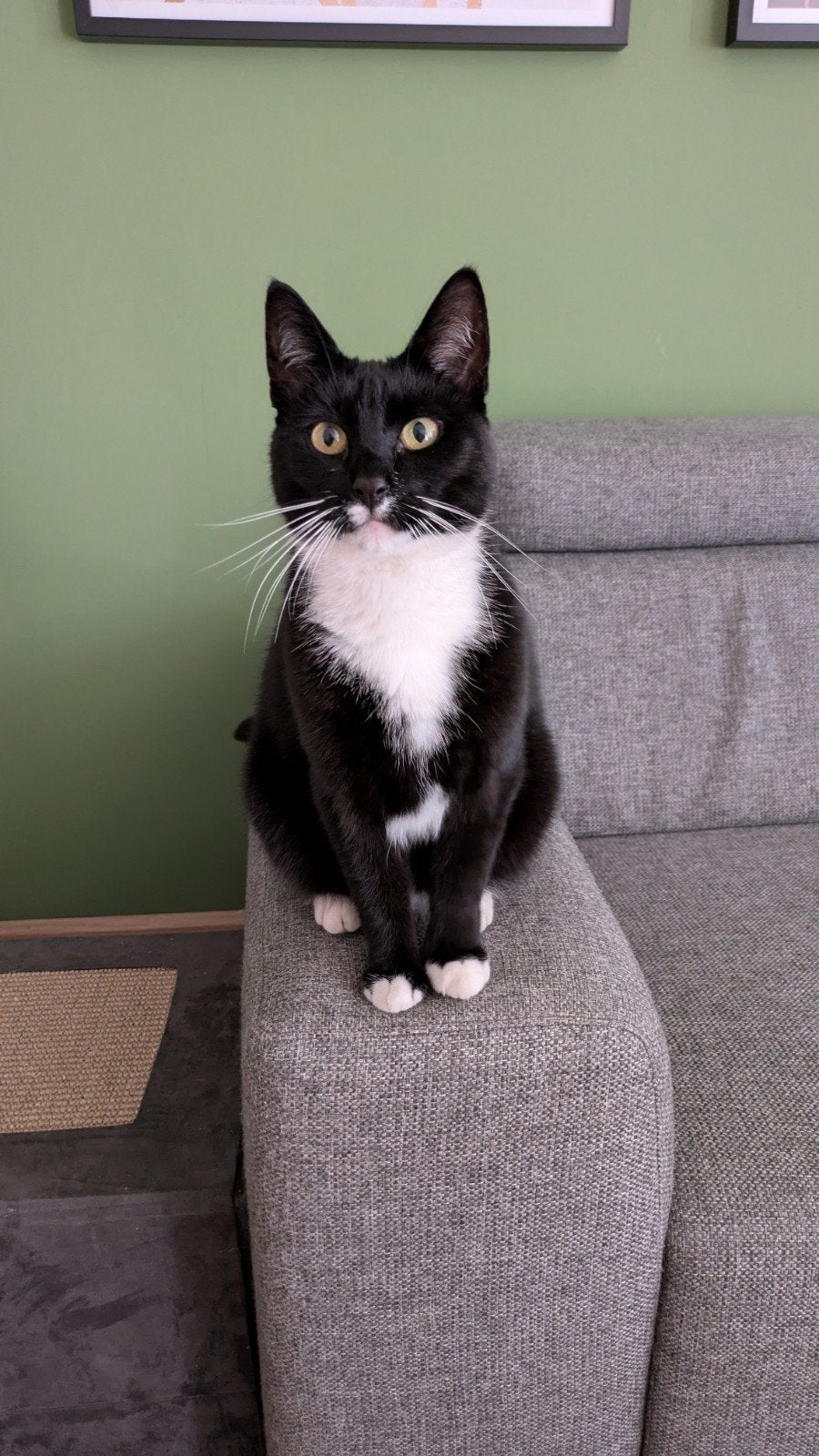 Lieve poes zoekt nieuw baasje, 6 jaar of ouder