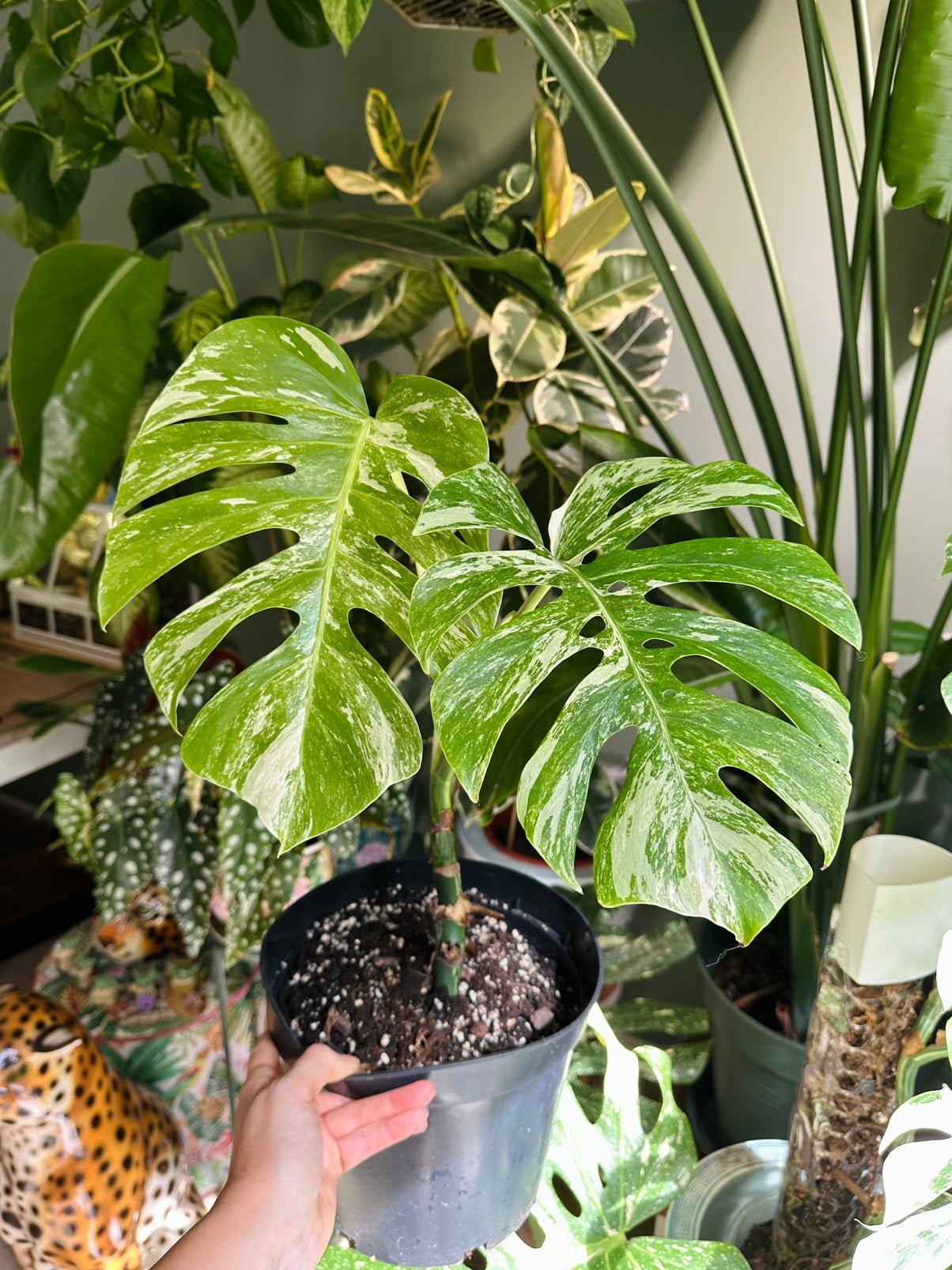 Monstera albo variegata, Huis en Inrichting, Kamerplanten, Ophalen, Halfschaduw, Minder dan 100 cm