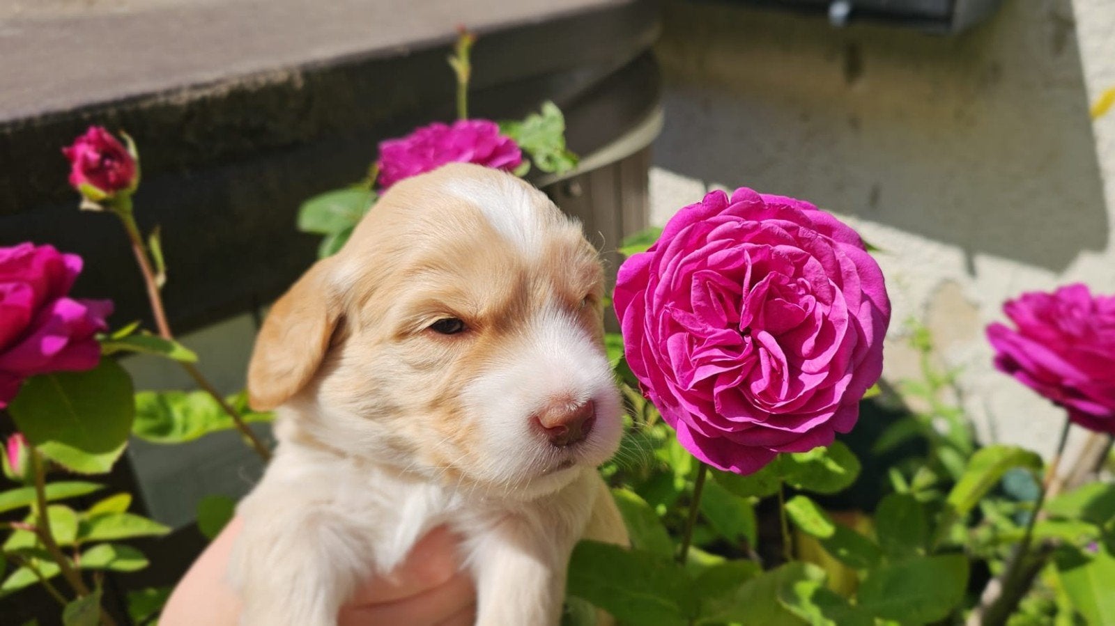 Australian Labradoodle GASTGEZINNEN gezocht LANDGRAAF, Parvo, Nederland, Overige rassen, 8 tot 15 weken