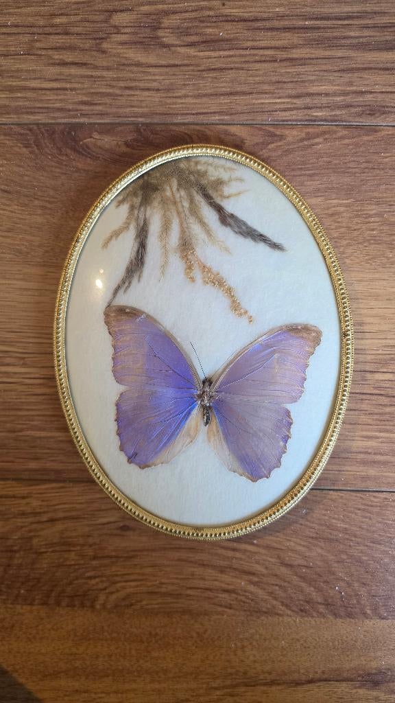 Vlinder Morpho Menelaus Guayana Tropenpracht, Ophalen, Zo goed als nieuw, Insect, Opgezet dier