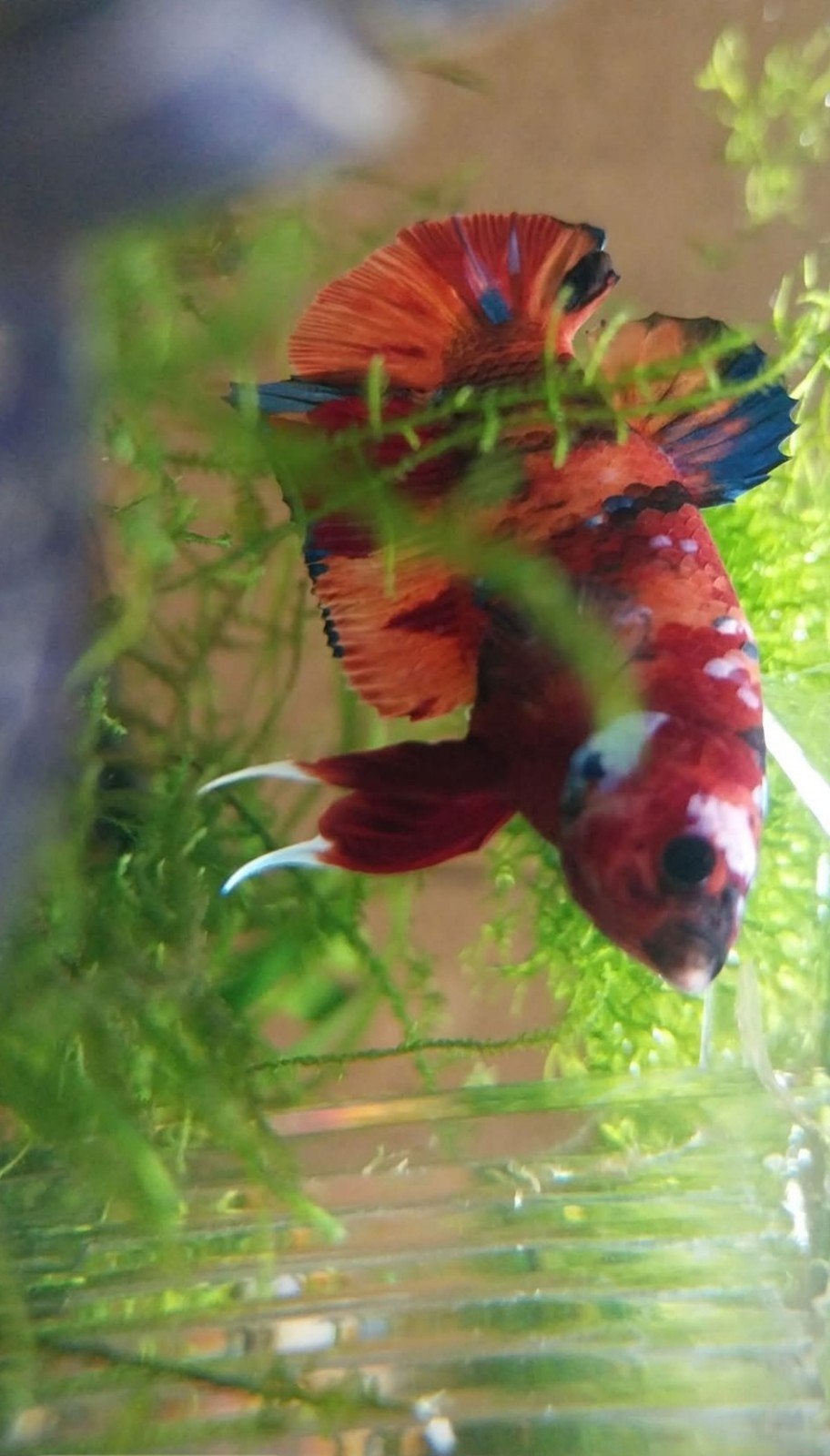 Mooie betta man, Vis, Zoetwatervis