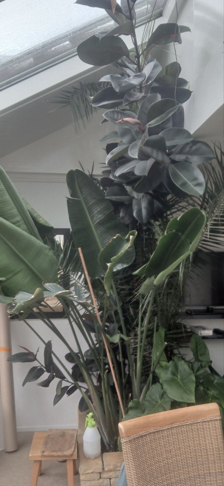 Grote Ficus en Strelitzia phoenix canariensisplanten, Ophalen, Ficus, 200 cm of meer, Halfschaduw