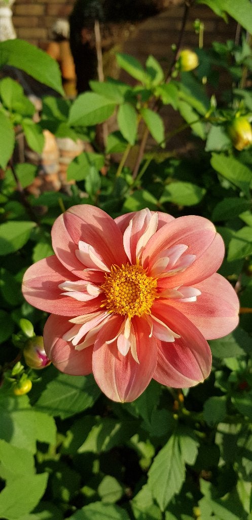 Dahlia zadenmix. En in  nov. diverse Dahlia-knollen, Ophalen of Verzenden, Voorjaar, Volle zon, Zaad
