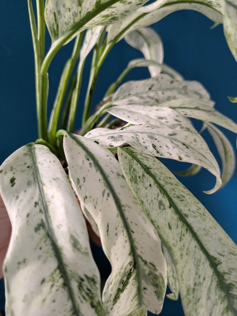 Raphidophora Puberala variegata plantje, Huis en Inrichting, Kamerplanten, Ophalen of Verzenden, Halfschaduw, Minder dan 100 cm