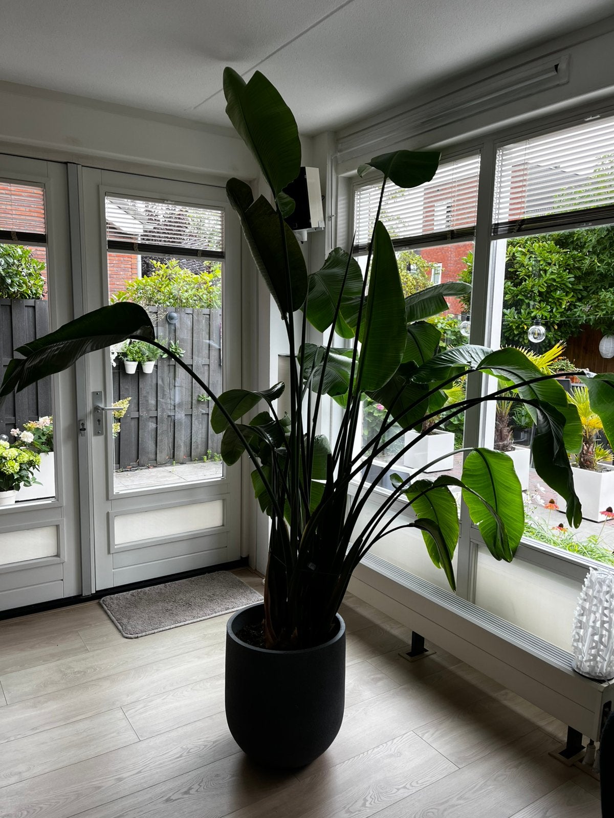 Strelizia Nicolai, Huis en Inrichting, Ophalen, 200 cm of meer, Overige soorten, Halfschaduw