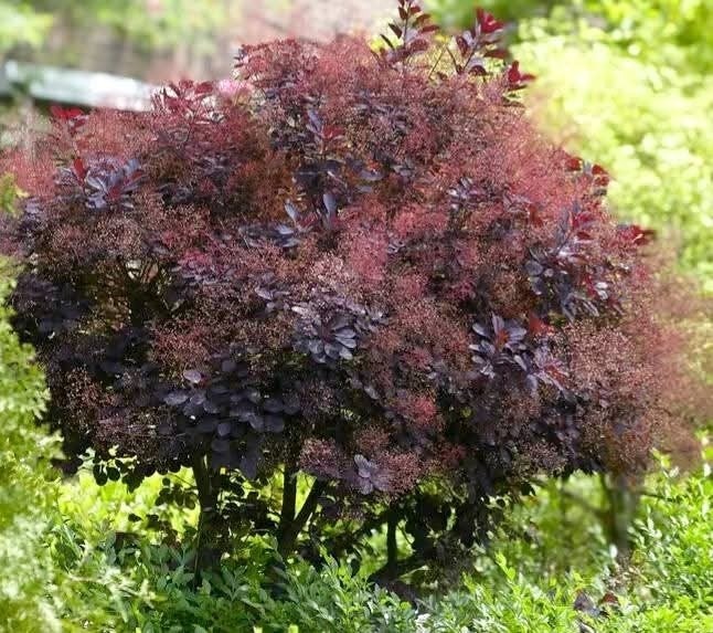cotinus royal purple struiken in 30cm pot pruikenboom, Ophalen, Overige soorten