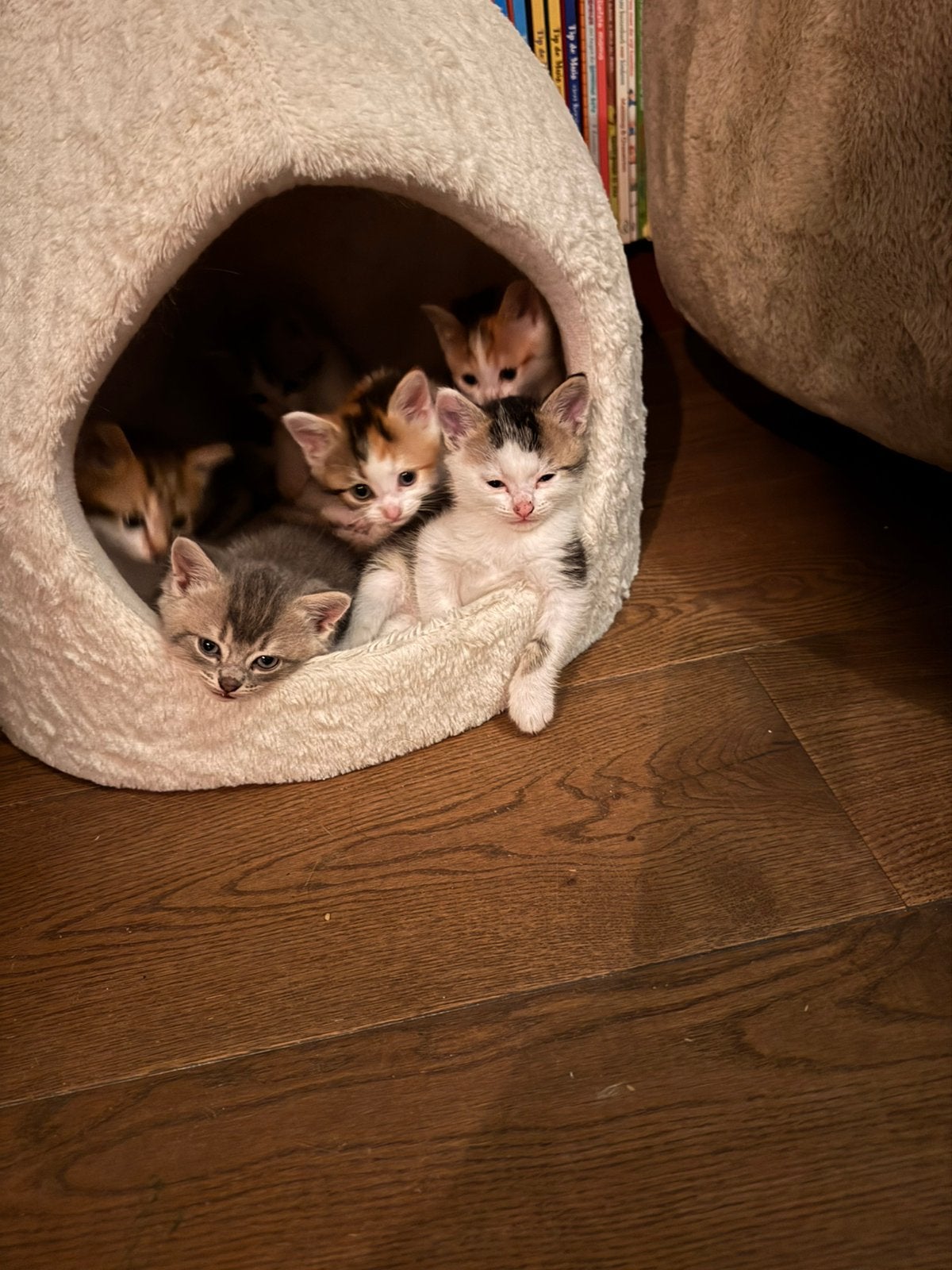 Prachtige kittens britse korthaar X europese korthaar, Dieren en Toebehoren, Katten en Kittens | Overige Katten, Meerdere dieren