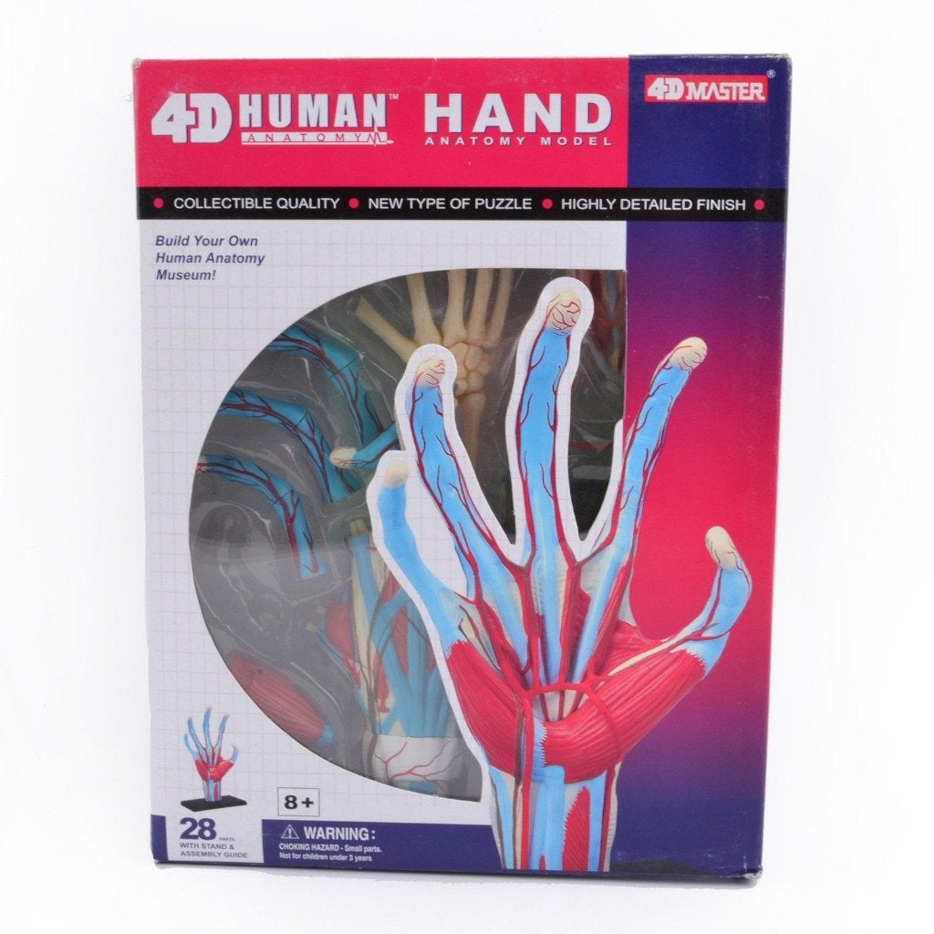 Menselijk Lichaam Hand 4D Model / Anatomie Biologie School, Verzenden, Nieuw
