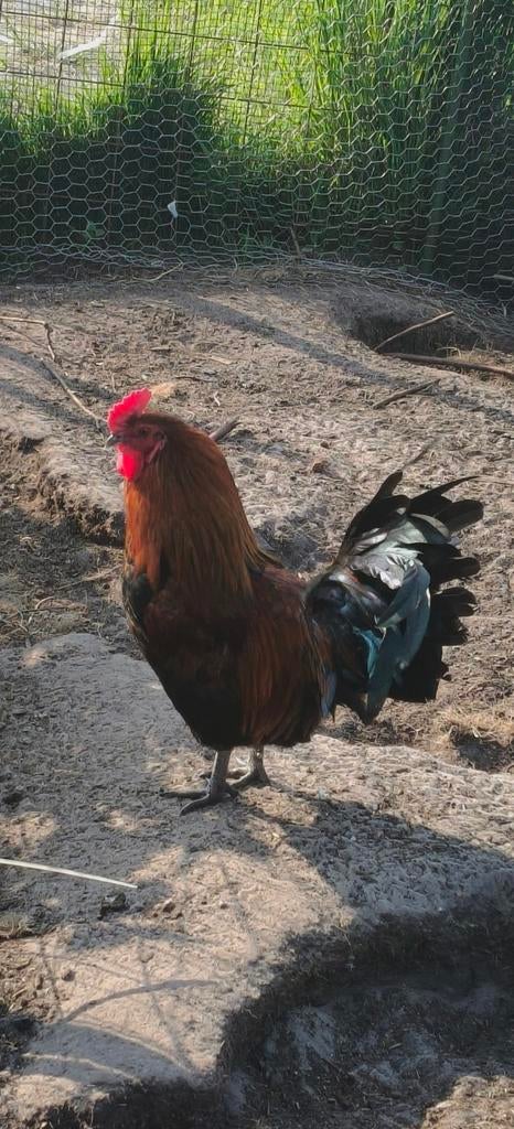 Ayam cemani haan mix, Dieren en Toebehoren, Pluimvee, Mannelijk, Kip