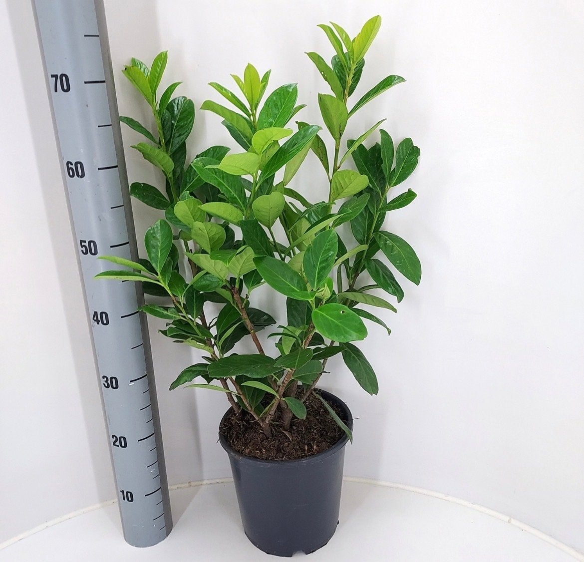 Prunus laurocerasus 'Novita' - Glanzmispel, Tuin en Terras, Overige soorten, Vaste plant, Ophalen of Verzenden, Halfschaduw