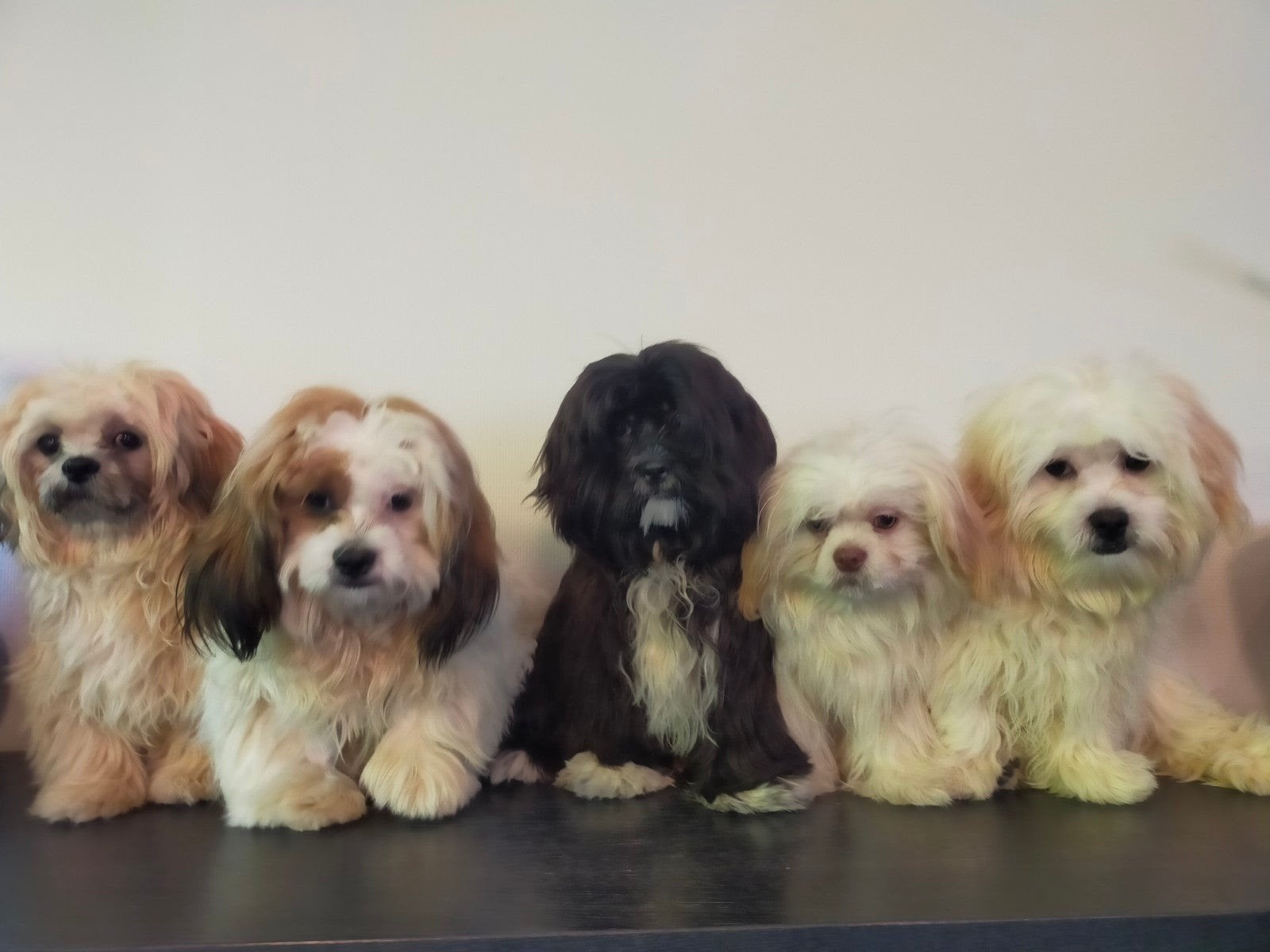 Leuke Boomer hondjes Shih Tzu x Maltezer, Dieren en Toebehoren, Nederland, 15 weken tot 1 jaar, Overige rassen, CDV (hondenziekte)