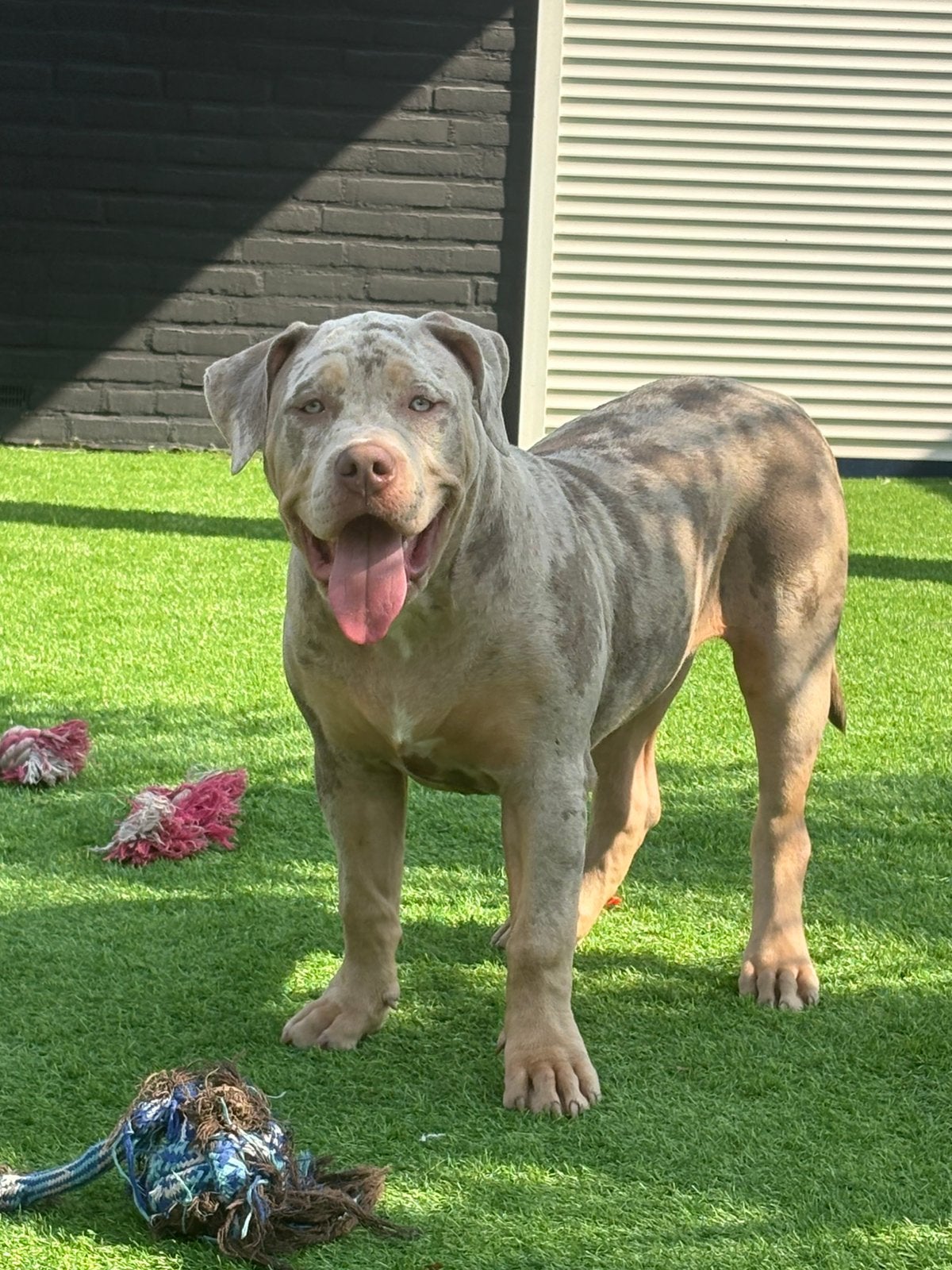 Bully xl teefje 5 maanden, Particulier, Rabiës (hondsdolheid), 15 weken tot 1 jaar, Overige rassen