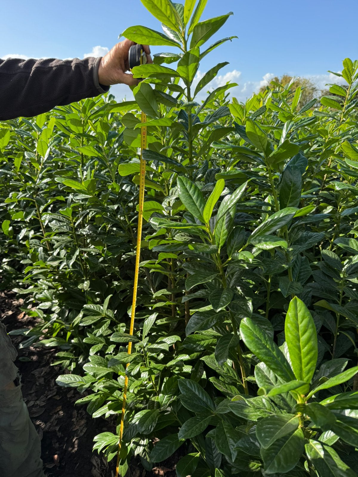 Laulier voor haag 2 soorten novita en genolia snelgroeirs, Ophalen, Laurier, Haag, 100 tot 250 cm