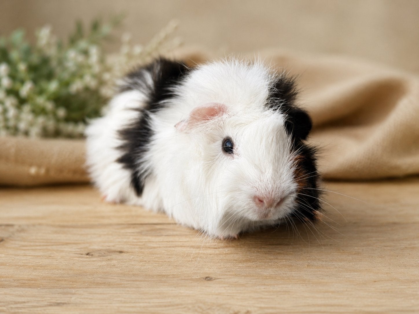 Cavia zeugje, Dieren en Toebehoren, Knaagdieren, Cavia, April, Vrouwelijk, Tam