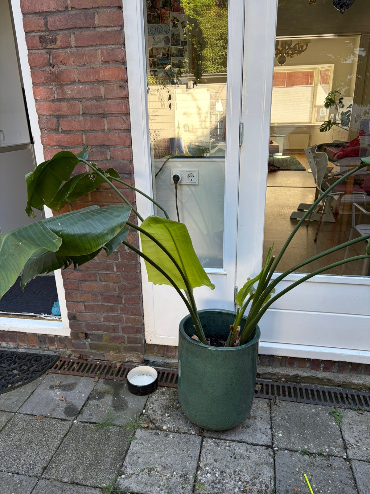 Strelizia, Ophalen, Halfschaduw, Minder dan 100 cm
