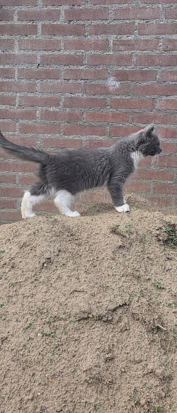 Kittens mainecoon  ragdoll, Meerdere dieren