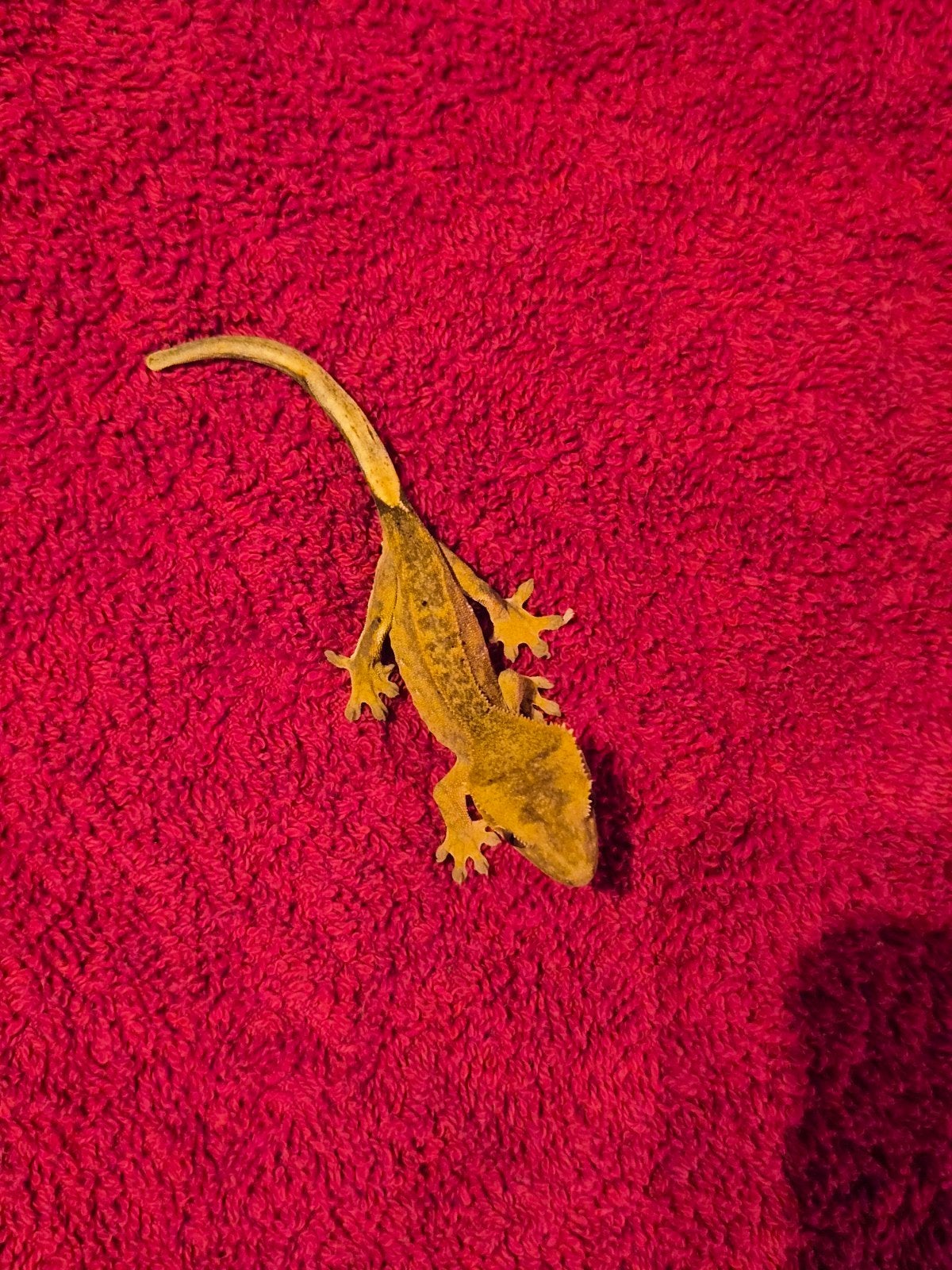 wimper gekko Ruby Crested Gecko photo 2