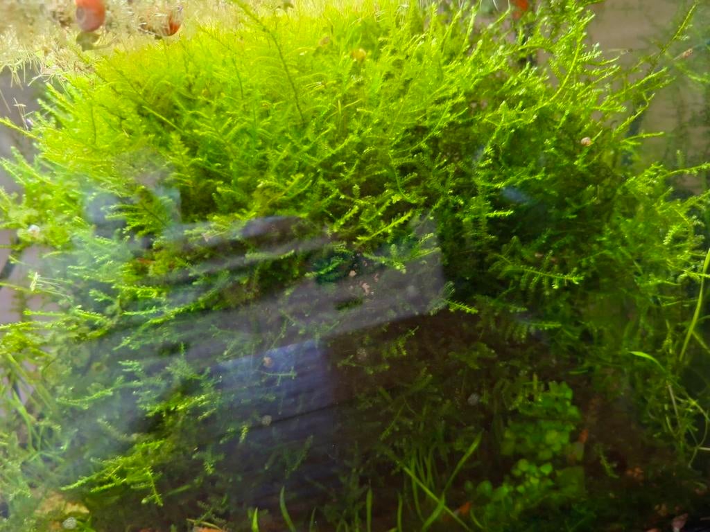 Javamos, Dieren en Toebehoren, Vissen | Aquaria en Toebehoren, Ophalen, Plant(en), Steen of Hout