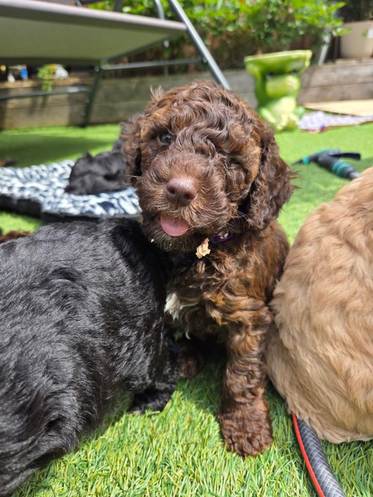 Prachtige Labradoodle pups (F1b) – Huiselijk opgevoed, Dieren en Toebehoren, Honden | Niet-rashonden, 8 tot 15 weken, Meerdere