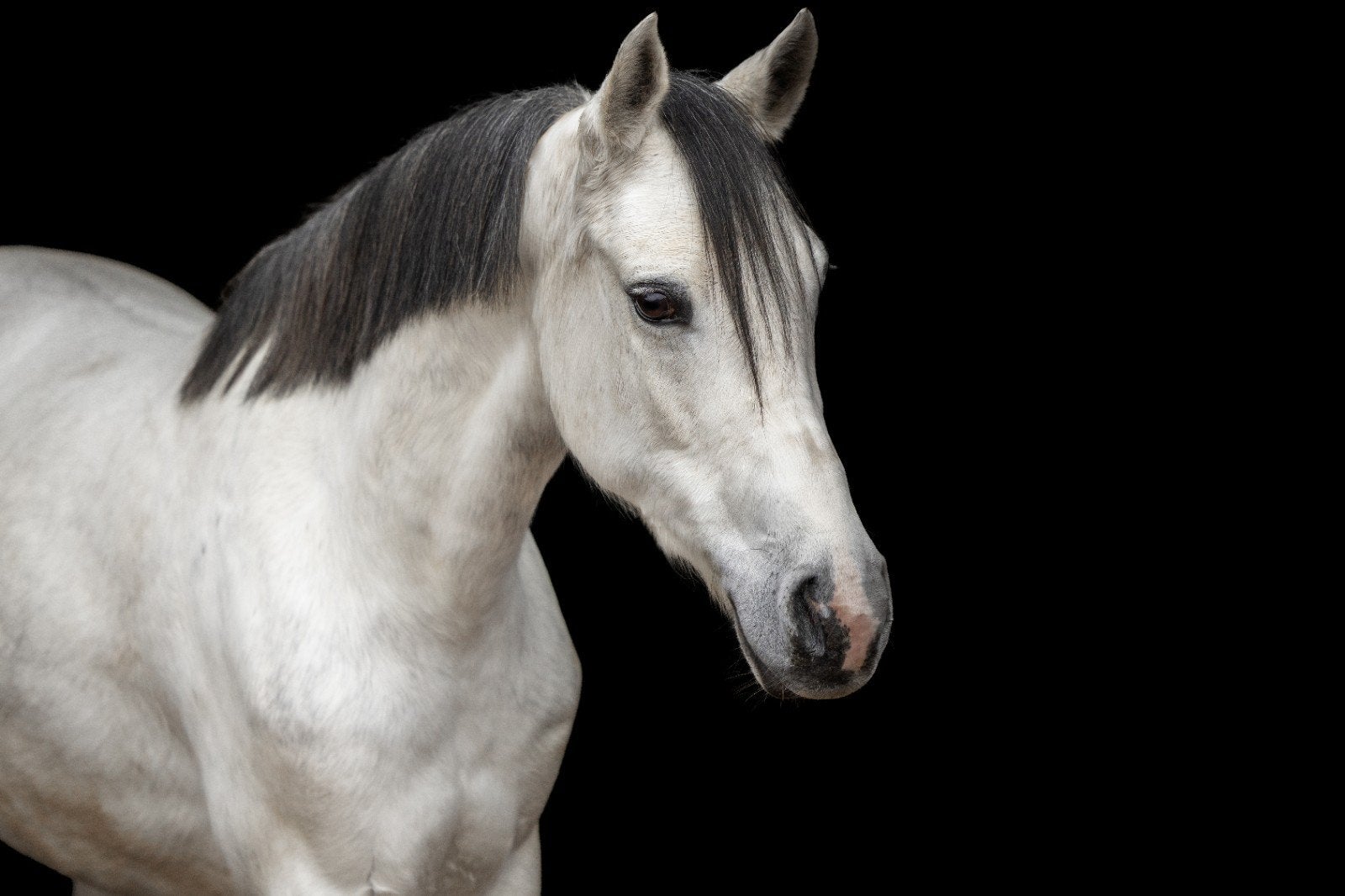 Brave D-pony en E- pony, Merrie, Minder dan 160 cm, 3 tot 6 jaar, Recreatiepaard