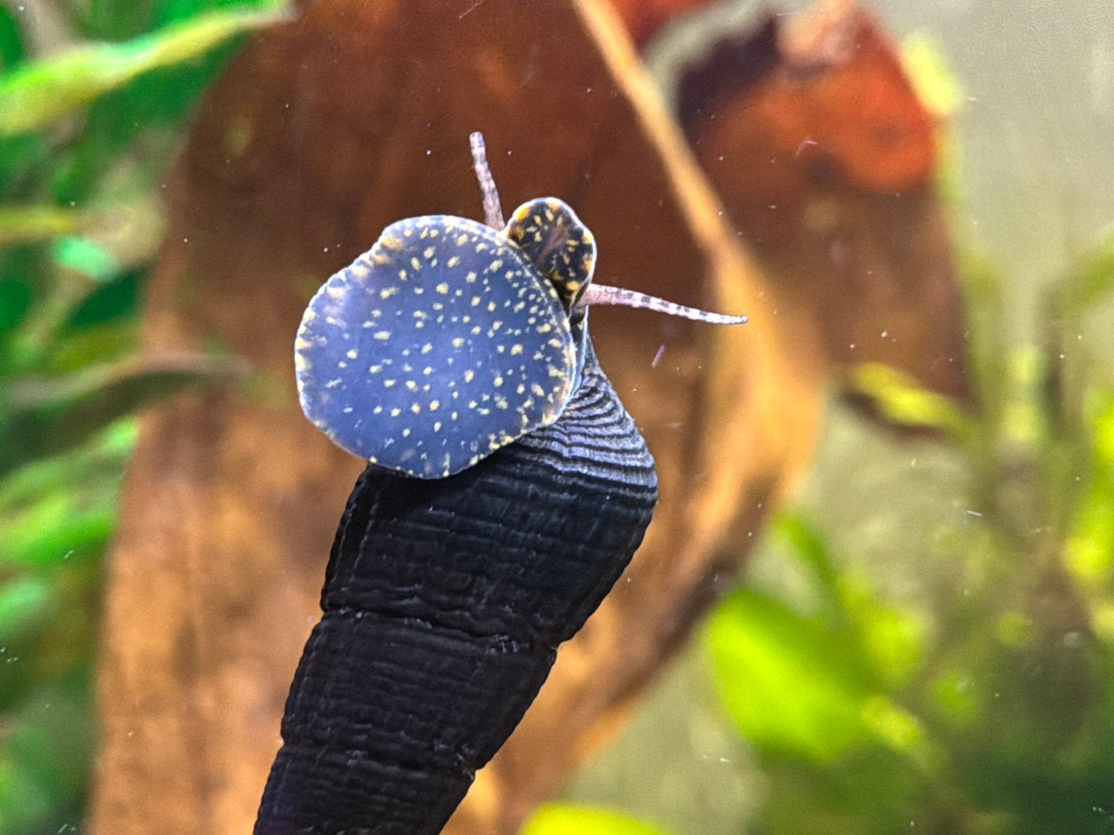 Jonge Sulawesi slakken Yellow spotted, ca. 2-3 cm., Slak of Weekdier, Zoetwatervis