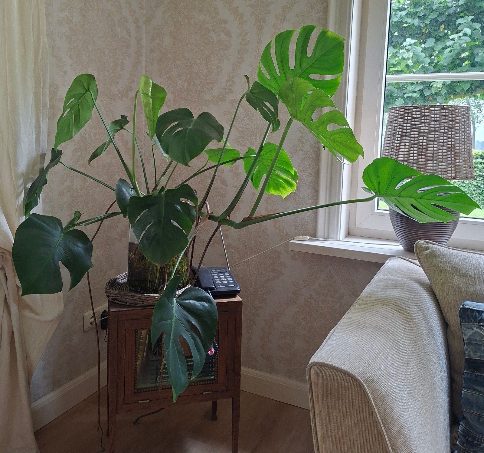 Grote Monstera Plant, Ophalen, Halfschaduw, Minder dan 100 cm