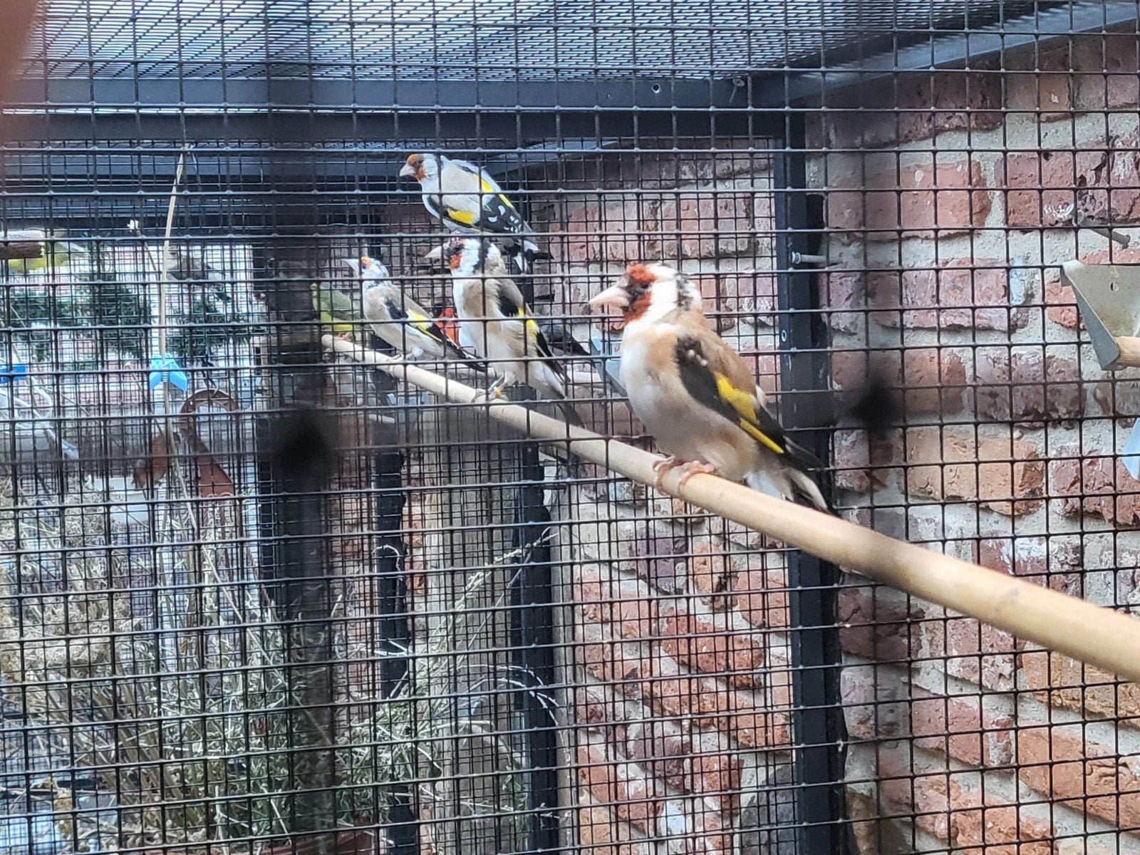 koppel putters te koop, Meerdere dieren, Wildzangvogel, Geringd