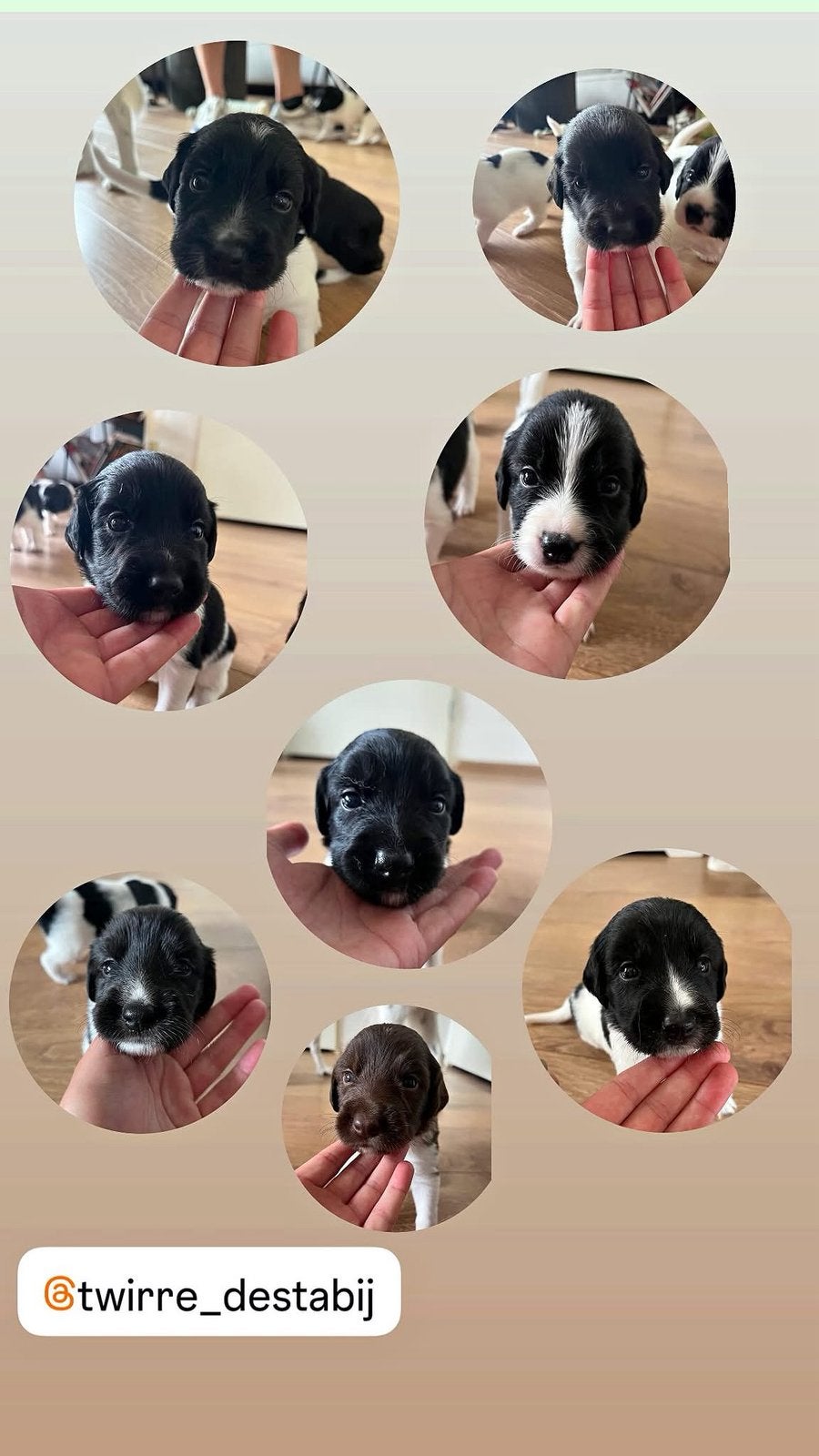 Prachtige pups Friese Stabij/Drentse Patrijs, Dieren en Toebehoren, Honden | Niet-rashonden, 8 tot 15 weken, Meerdere, Meerdere dieren