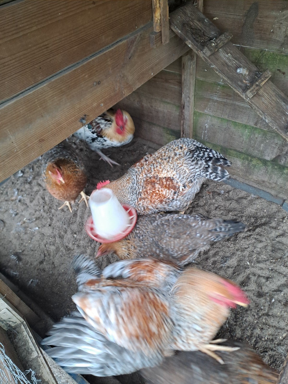 bielefelder hanen, Dieren en Toebehoren, Mannelijk, Kip