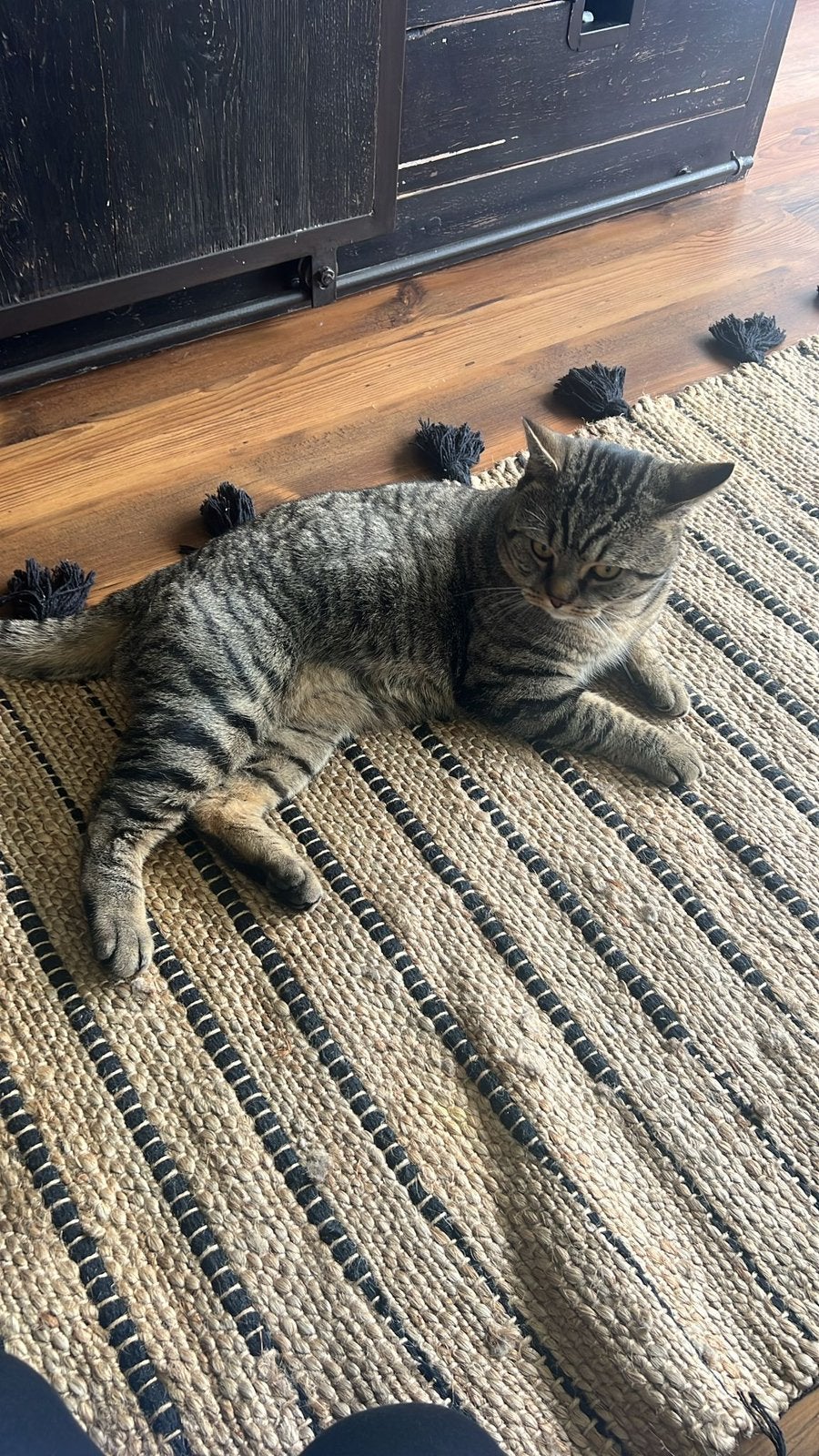 Lieve Scottish Korthaar x Huiskat Kruising Zoekt Nieuw Huis, Kater, 0 tot 2 jaar