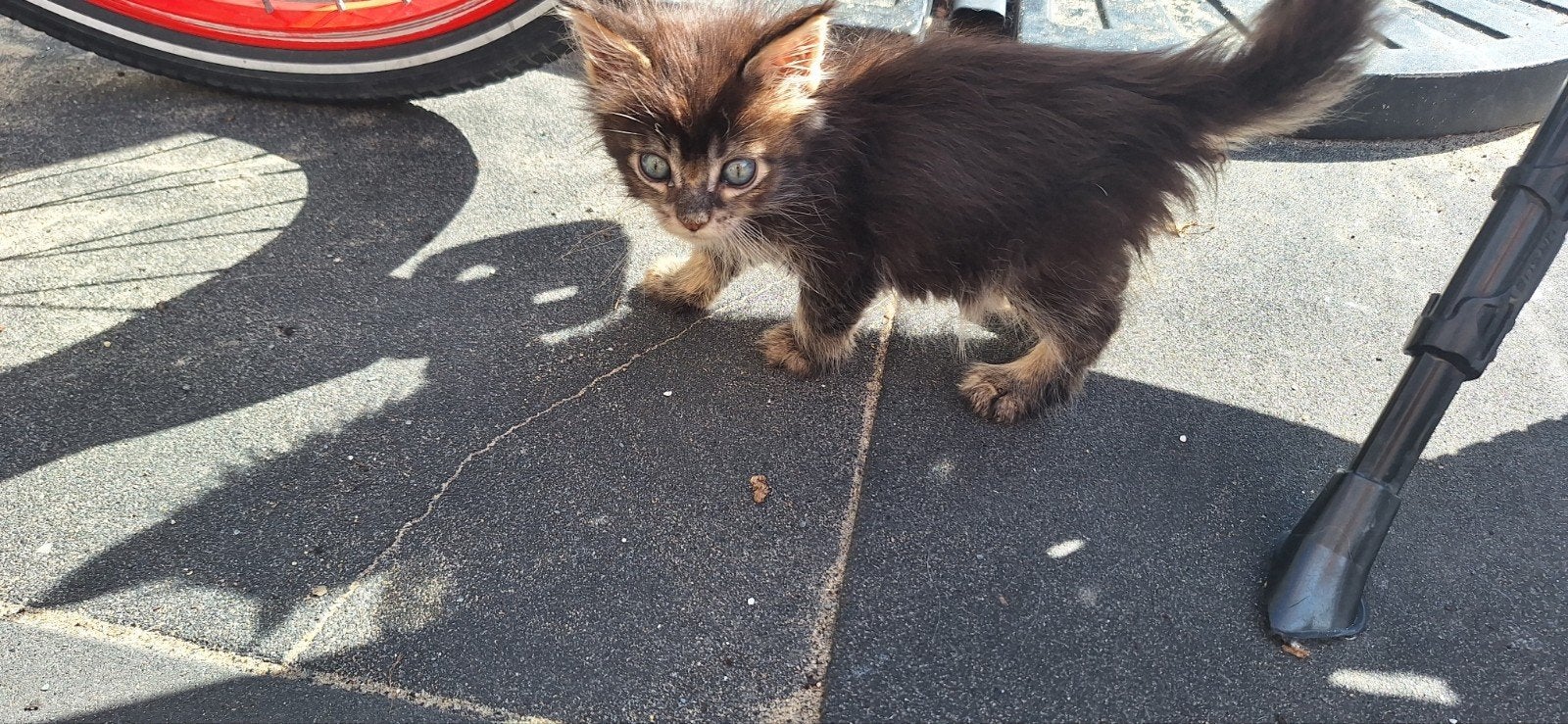 ***Maine coon kittens*** met stamboom, Meerdere dieren, Met stamboom, 0 tot 2 jaar