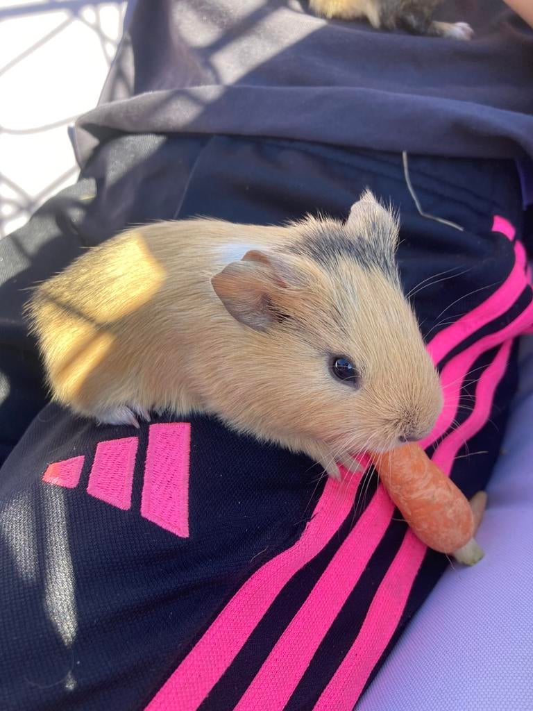 Jonge cavia’s te koop, Dieren en Toebehoren, Knaagdieren, Meerdere dieren, Tam, Maart, Cavia