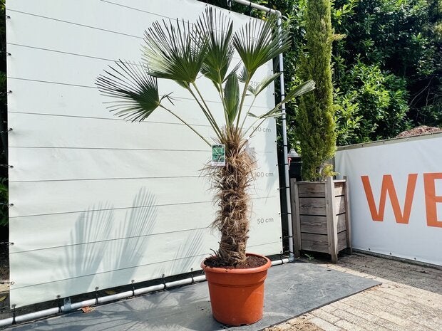 Palmboom - Trachycarpus Wagnerianus - Stamhoogte 80-90 cm, Bloeit niet, Ophalen of Verzenden, 100 tot 250 cm, Palmboom