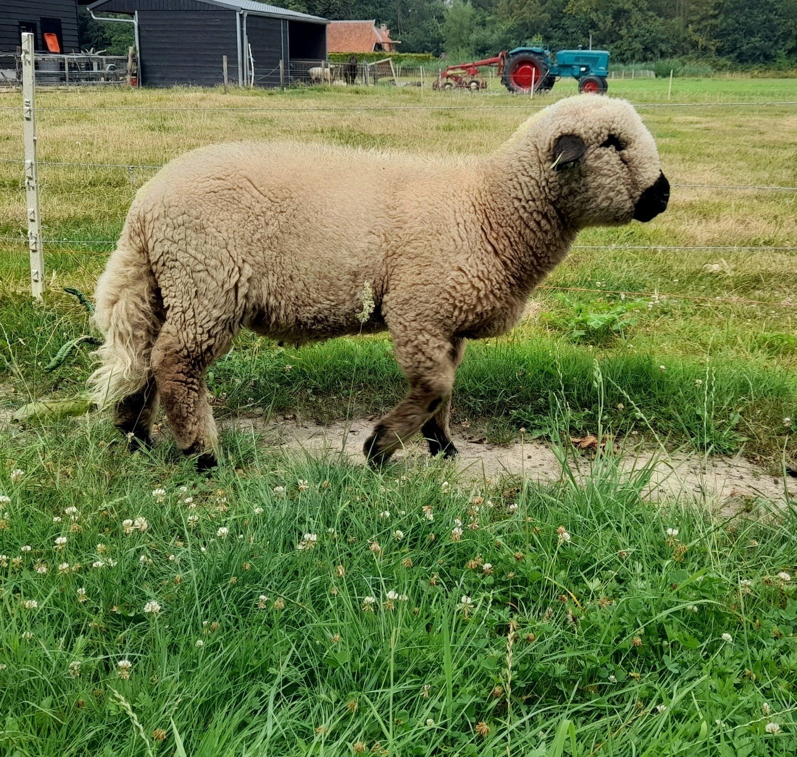 Hampshire Down stamboek dekram, dekrijp., Dieren en Toebehoren, Schapen, Geiten en Varkens, Mannelijk, Schaap
