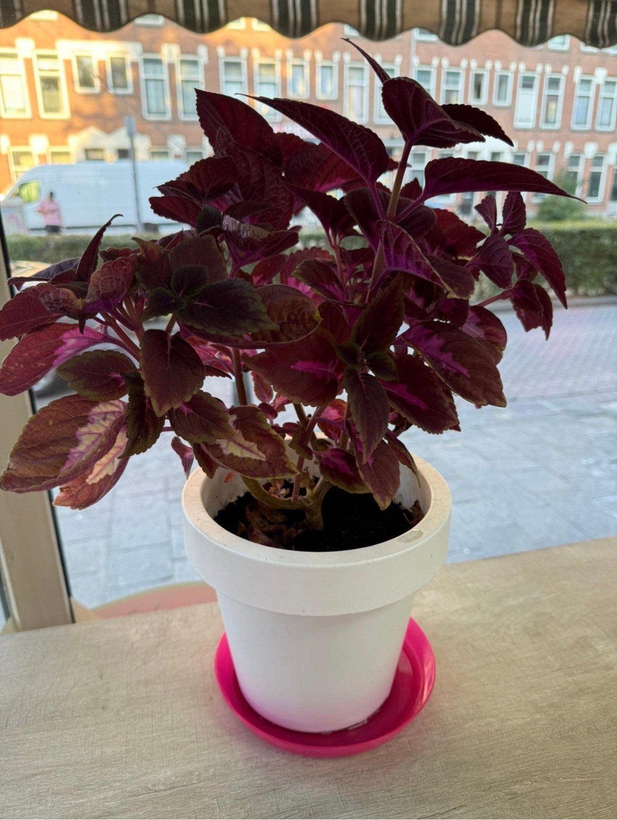 Mooie siernetel plant, Ophalen, Bloeit niet, Overige soorten, Halfschaduw