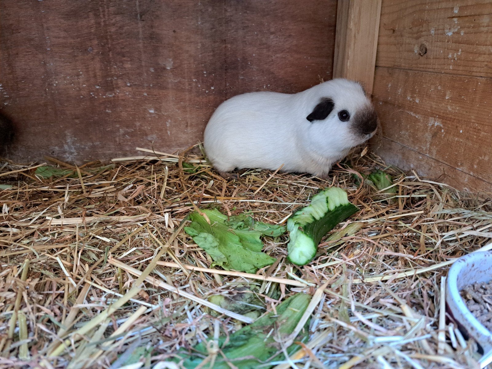 Mooie lieve wit cali zwarte beer, Dieren en Toebehoren, Knaagdieren, April, Mannelijk, Cavia