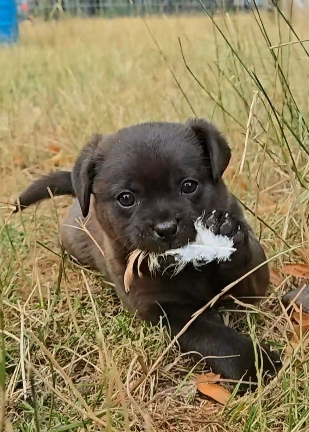 Ons laatste prachtige zwart/blauw-grijze pupje Jip, Dieren en Toebehoren, Honden | Chihuahua's en Gezelschapshonden, Parvo, 8 tot 15 weken