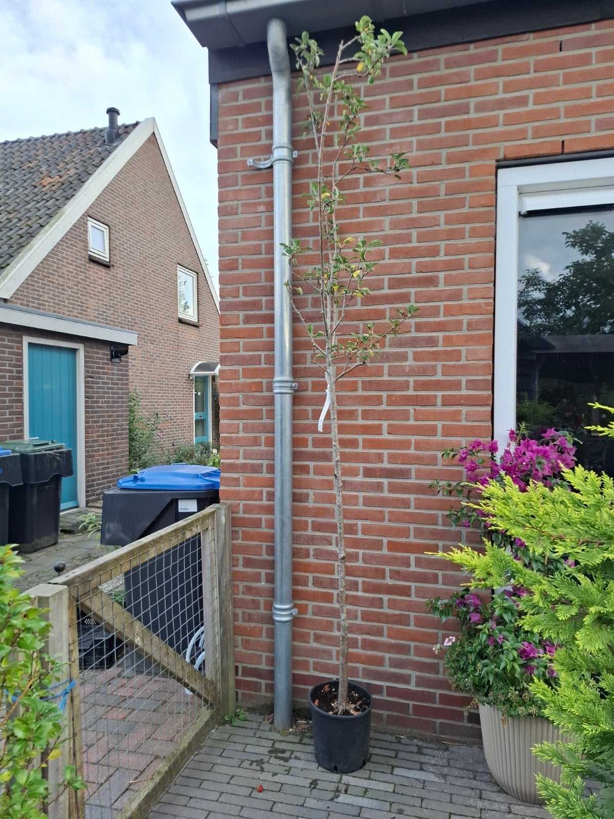 Appelboom 'Zoete Kroon' - Heerlijke zoete appels, Lente, 250 tot 400 cm, Ophalen, Volle zon
